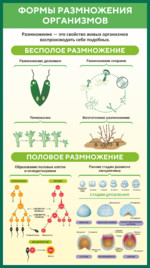 Стенд «Формы размножения организмов»